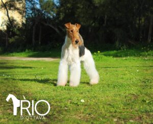 dna cani fox terrier